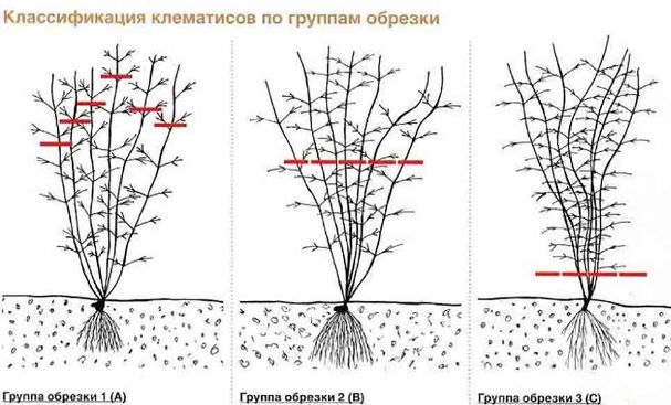 Обрезка клематисов